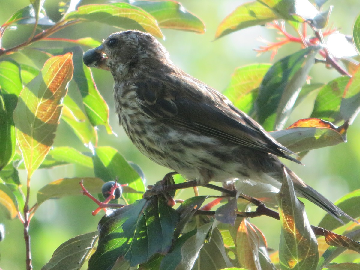 Purple Finch - ML641542161