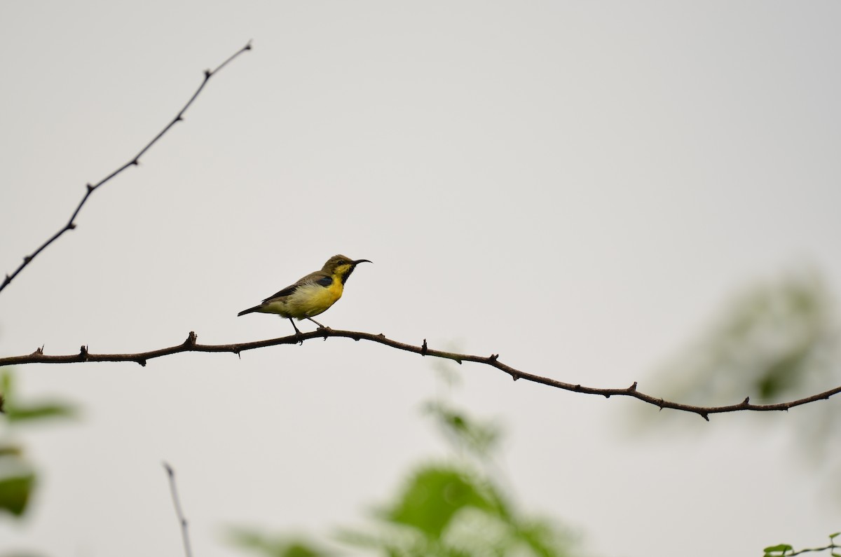 Purple Sunbird - ML641542187
