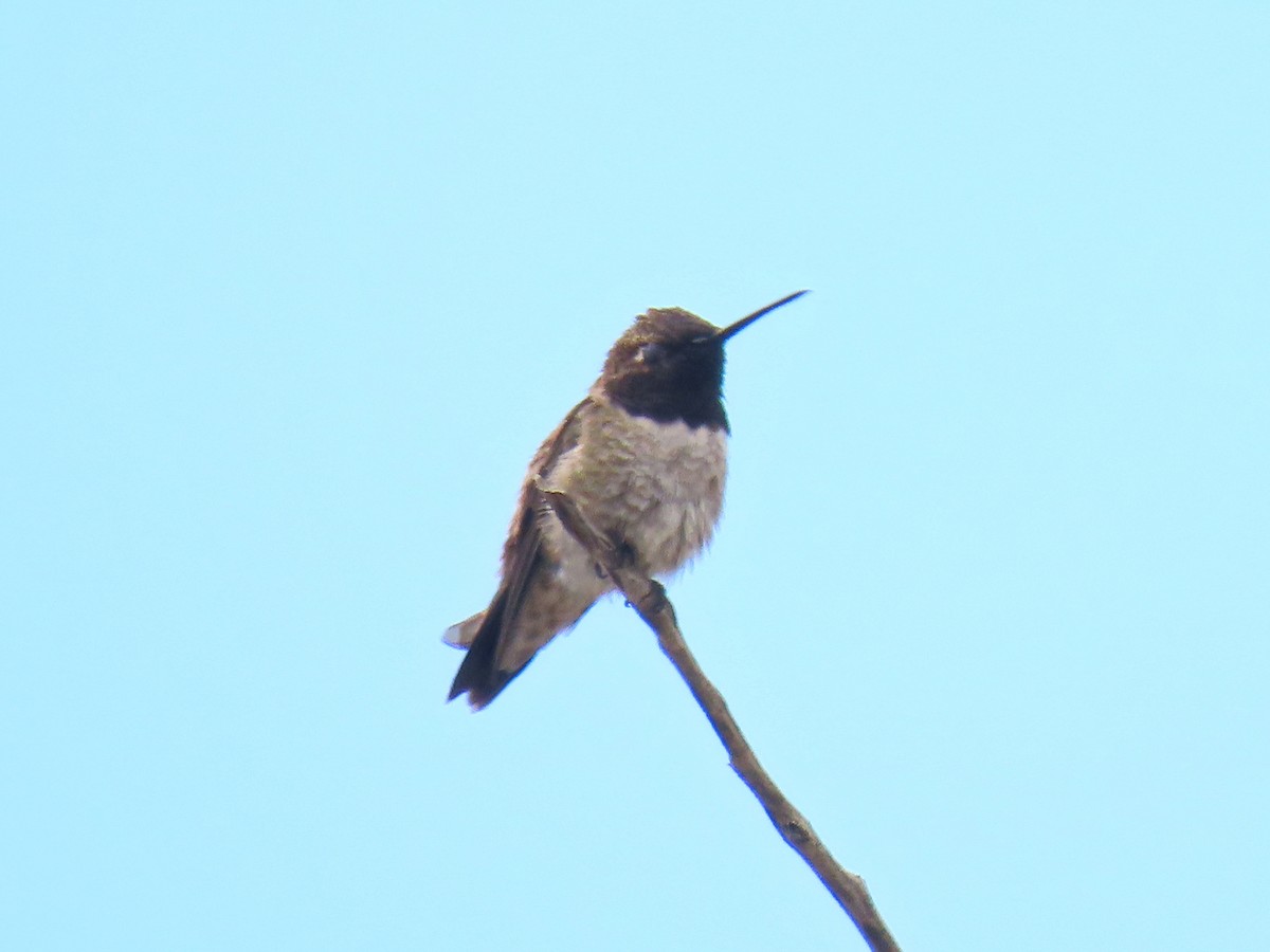 Black-chinned Hummingbird - ML641542192