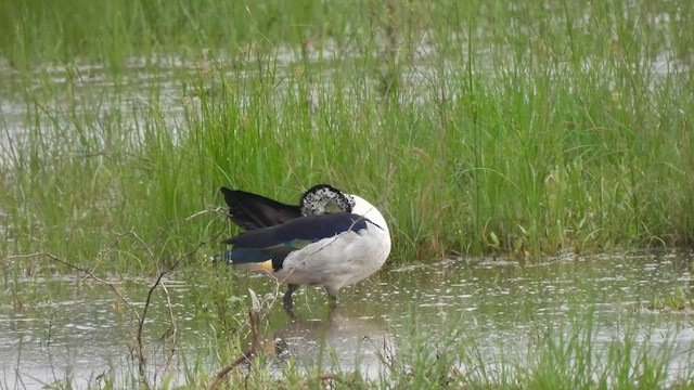 Knob-billed Duck - ML641542237