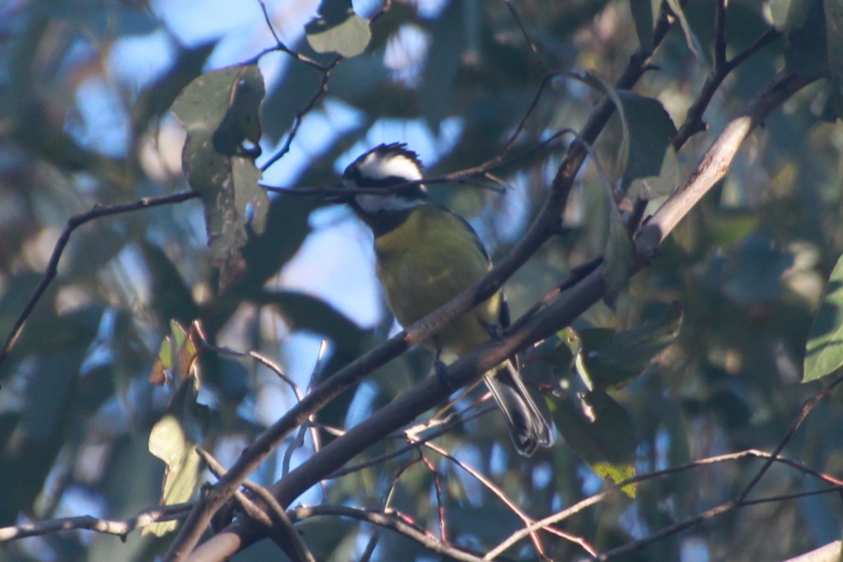 Eastern Shrike-tit - ML641542240
