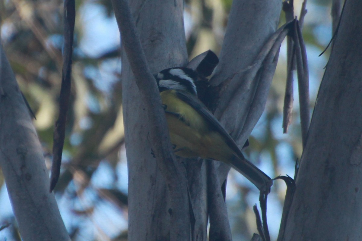 Eastern Shrike-tit - ML641542241