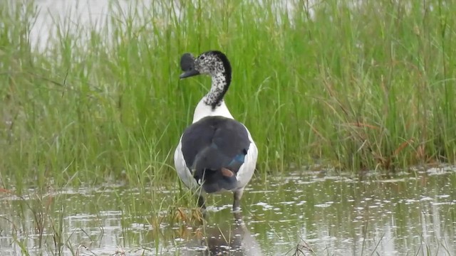 Knob-billed Duck - ML641542264