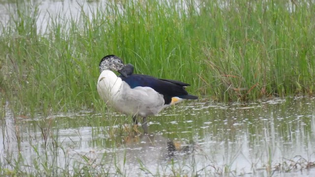 Knob-billed Duck - ML641542265
