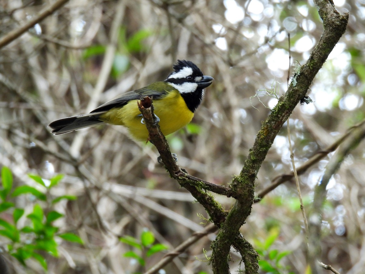 Eastern Shrike-tit - ML641542267