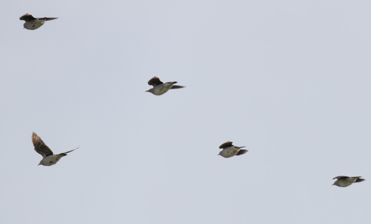 Wattled Starling - ML641542274