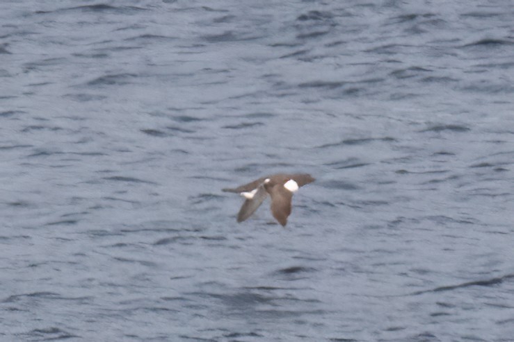 Common Murre - ML641542286