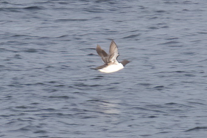 Common Murre - ML641542287