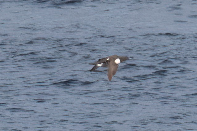 Common Murre - ML641542288