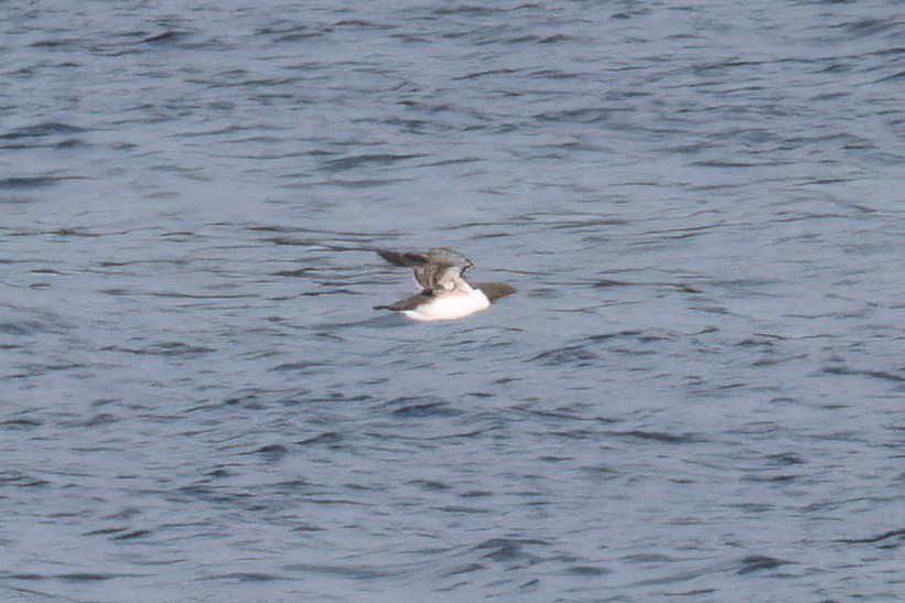 Common Murre - ML641542289