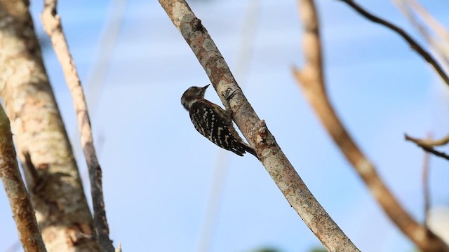 Japanese Pygmy Woodpecker - ML641542290