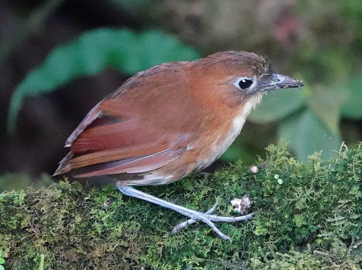 Yellow-breasted Antpitta - ML641542302