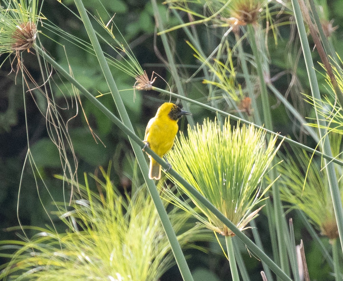 Slender-billed Weaver - ML641542304