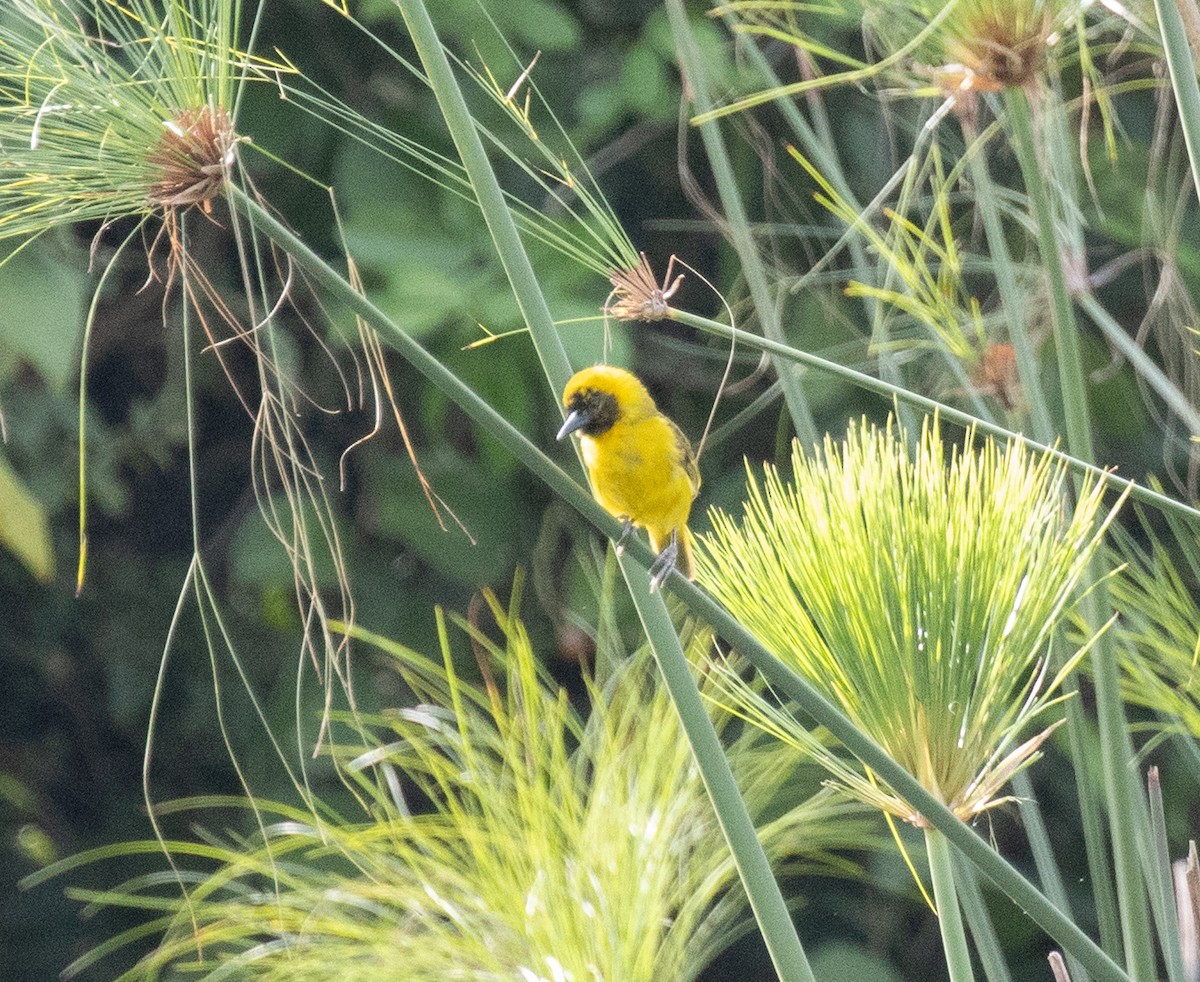 Slender-billed Weaver - ML641542305