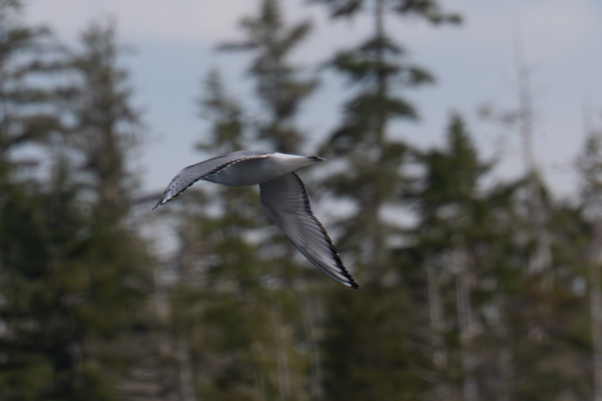 Bonaparte's Gull - ML641542310