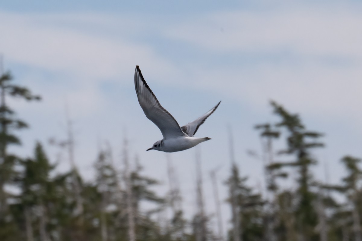 Bonaparte's Gull - ML641542311