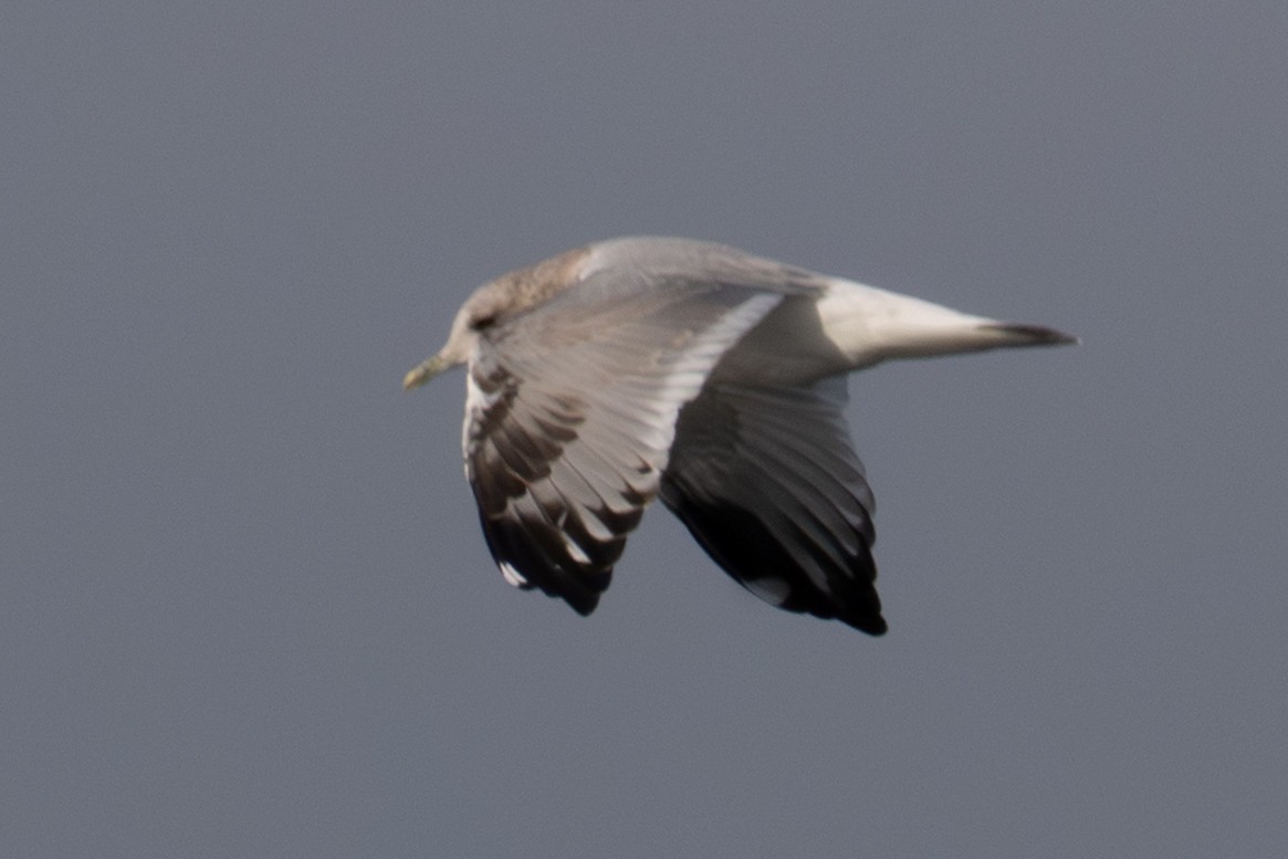 Short-billed Gull - ML641542313