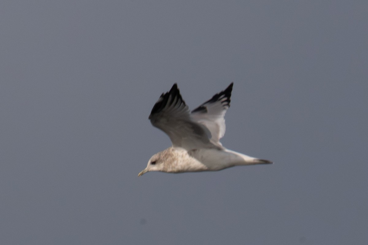 Short-billed Gull - ML641542314