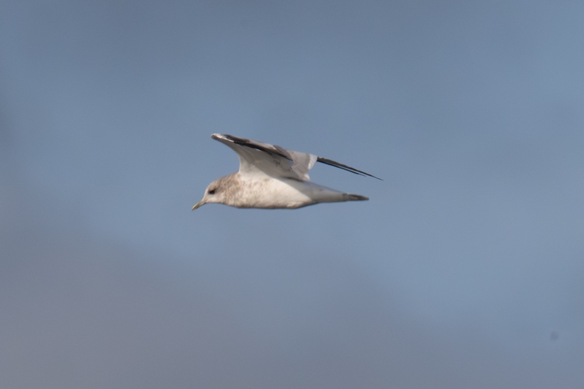 Short-billed Gull - ML641542315