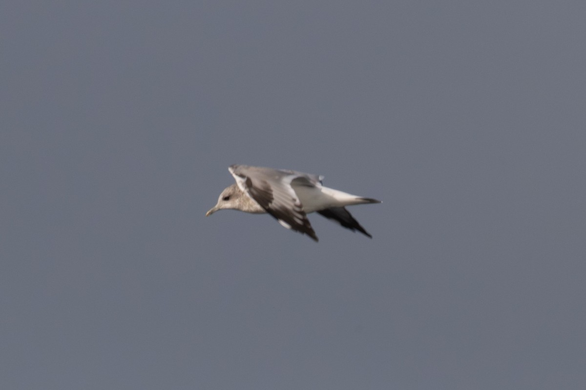 Short-billed Gull - ML641542316