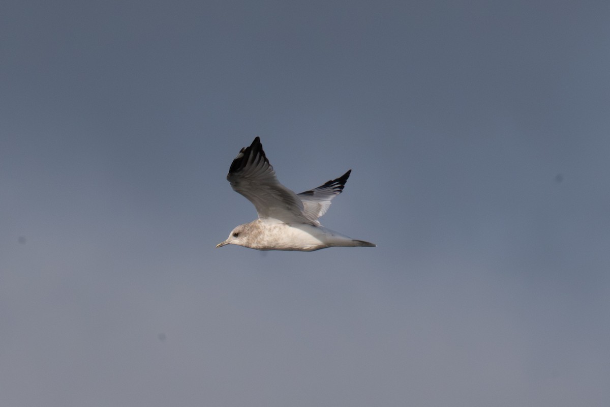 Short-billed Gull - ML641542317
