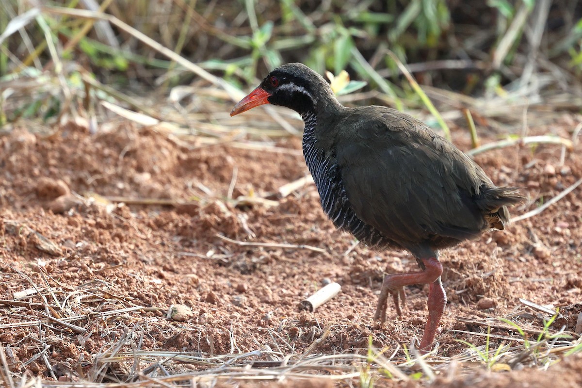 Okinawa Rail - ML641542319