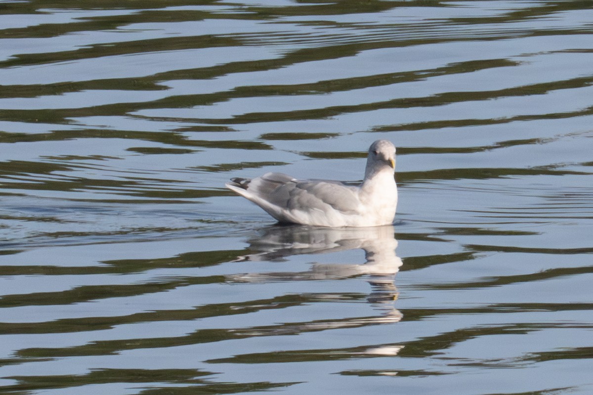 Glaucous-winged Gull - ML641542325