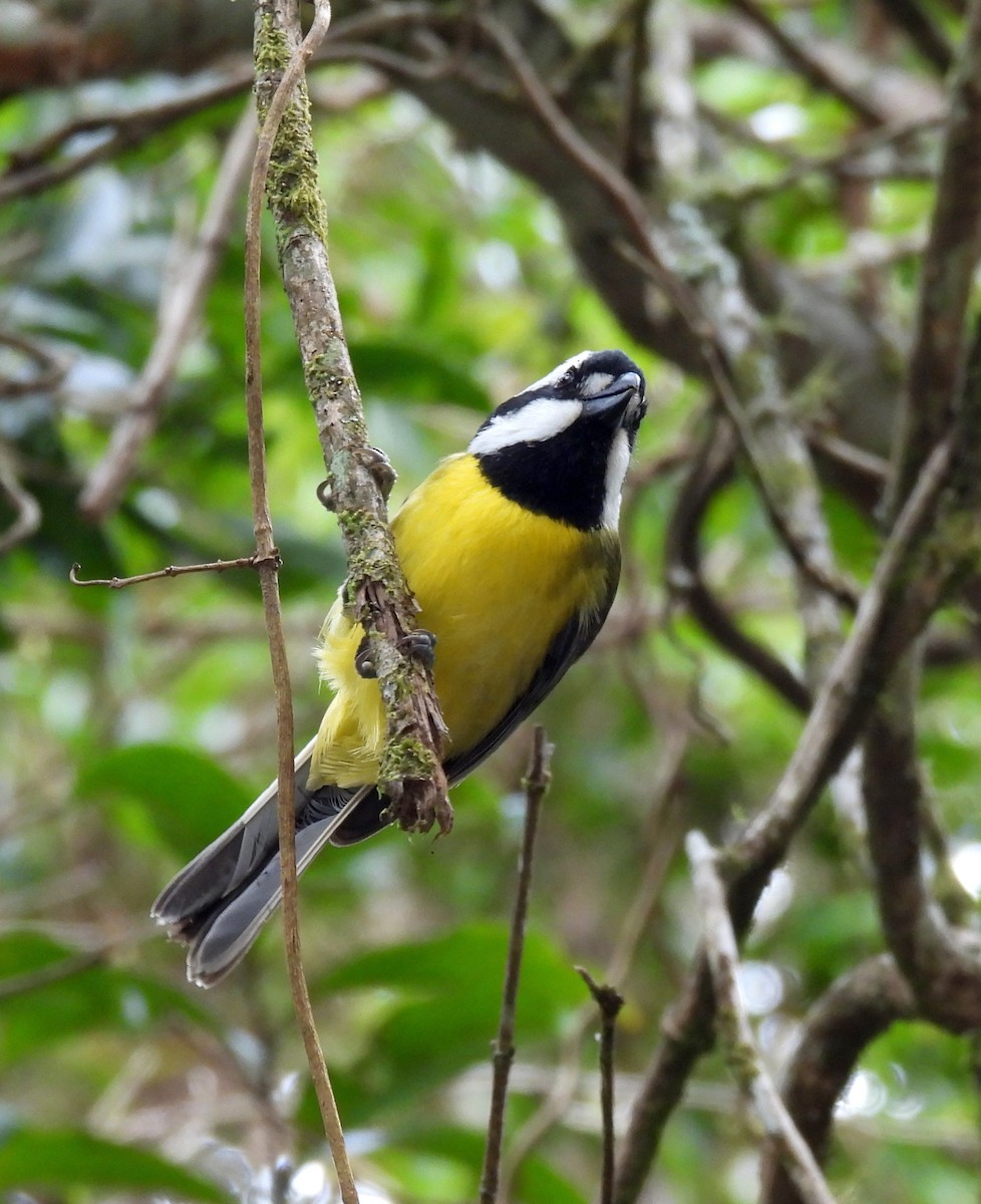 Eastern Shrike-tit - ML641542326