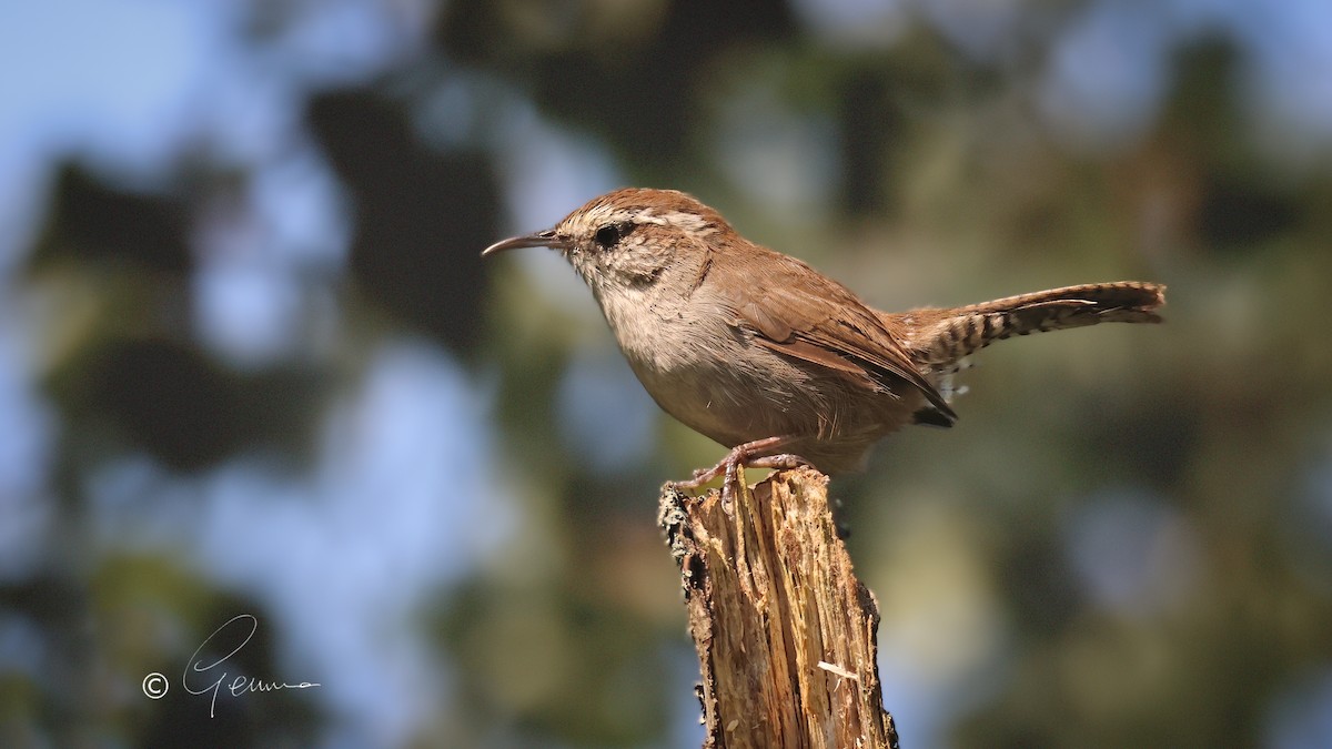 Bewick's Wren - ML641542331