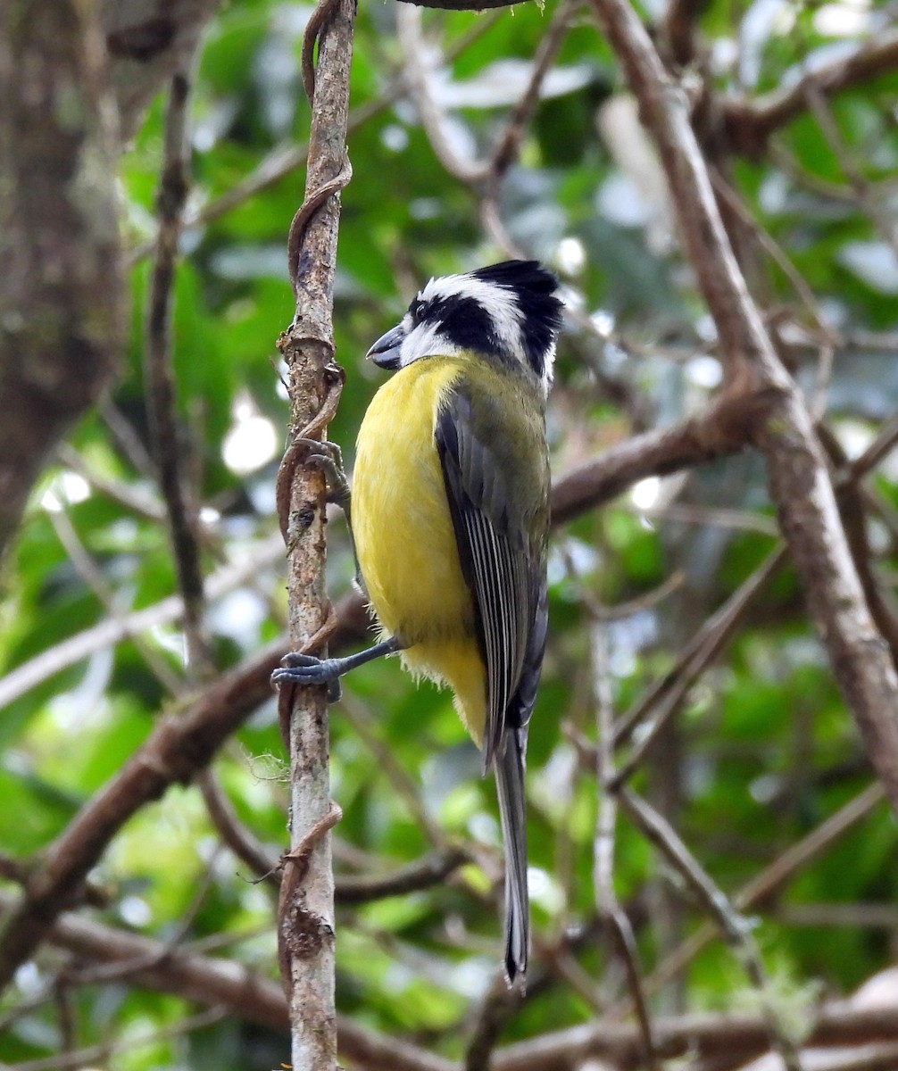 Eastern Shrike-tit - ML641542347