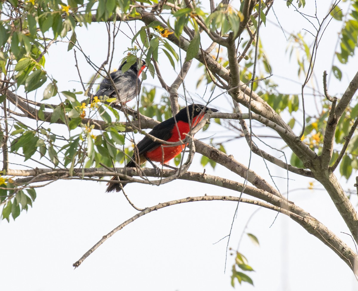 Black-headed Gonolek - ML641542349