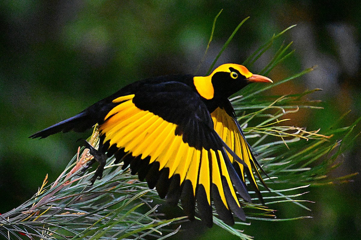 Regent Bowerbird - ML641542354
