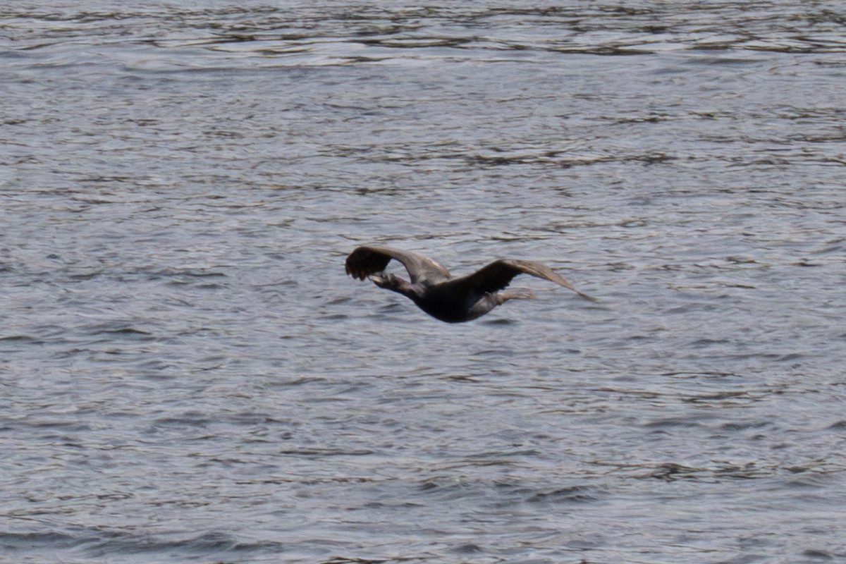 Pelagic Cormorant - ML641542355