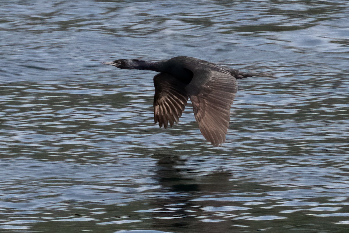 Pelagic Cormorant - ML641542357