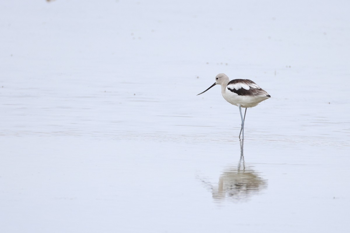 American Avocet - ML641542358