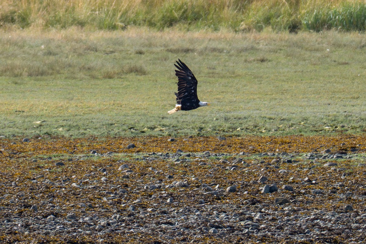 Bald Eagle - ML641542362