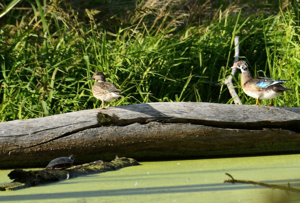 Wood Duck - ML641542364
