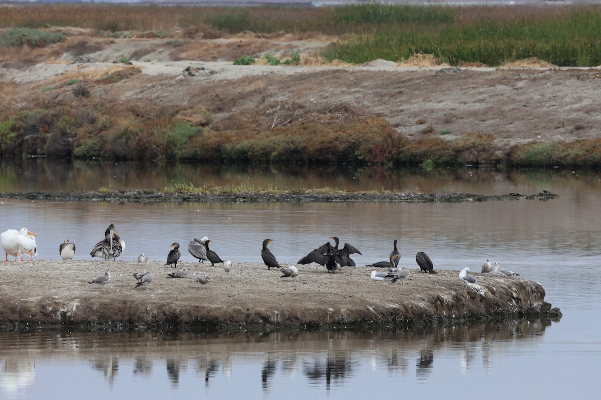 Double-crested Cormorant - ML641542365