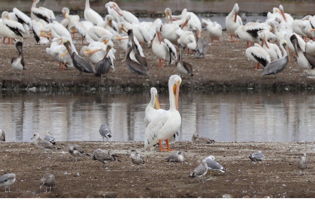 American White Pelican - ML641542367