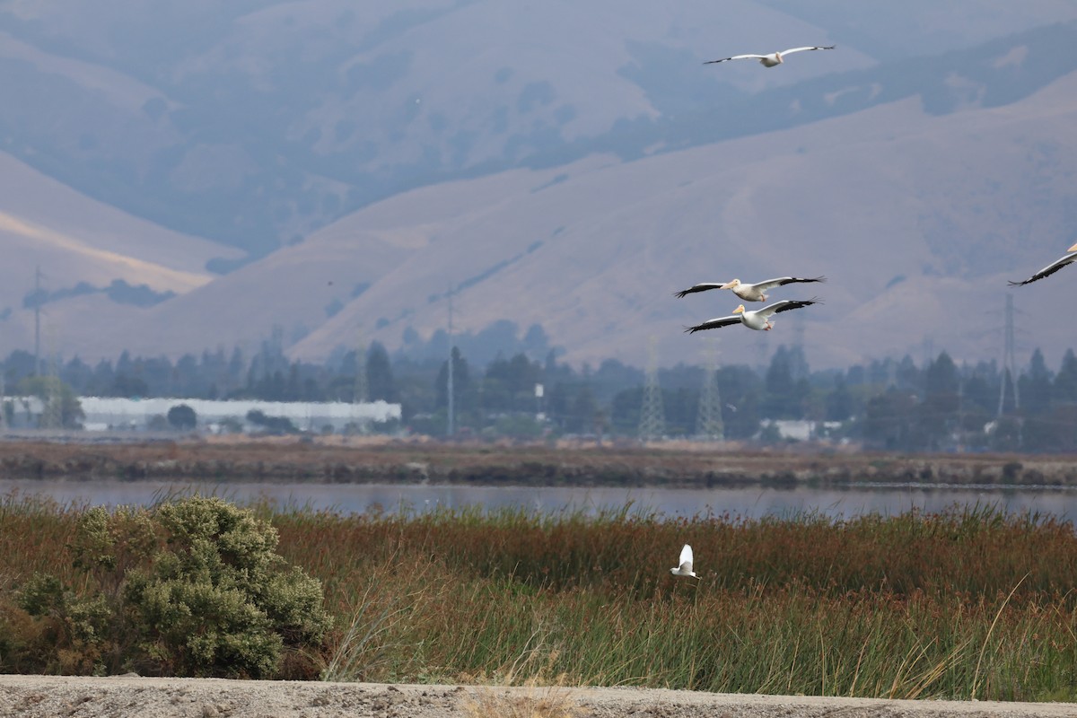 American White Pelican - ML641542368