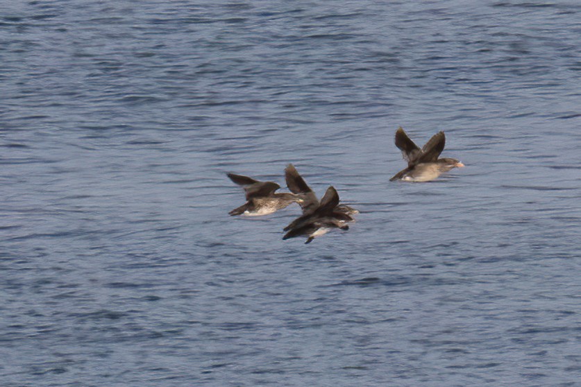 Rhinoceros Auklet - ML641542375