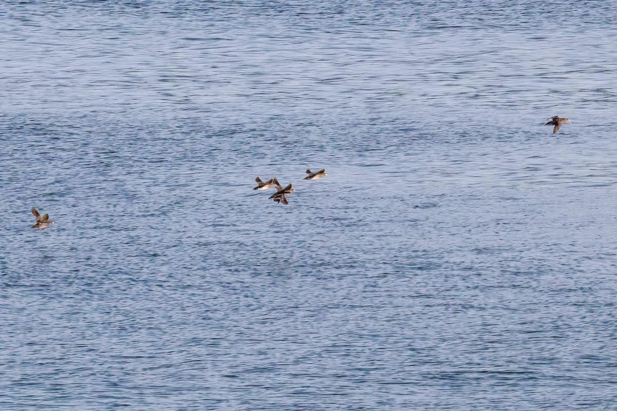 Rhinoceros Auklet - ML641542376