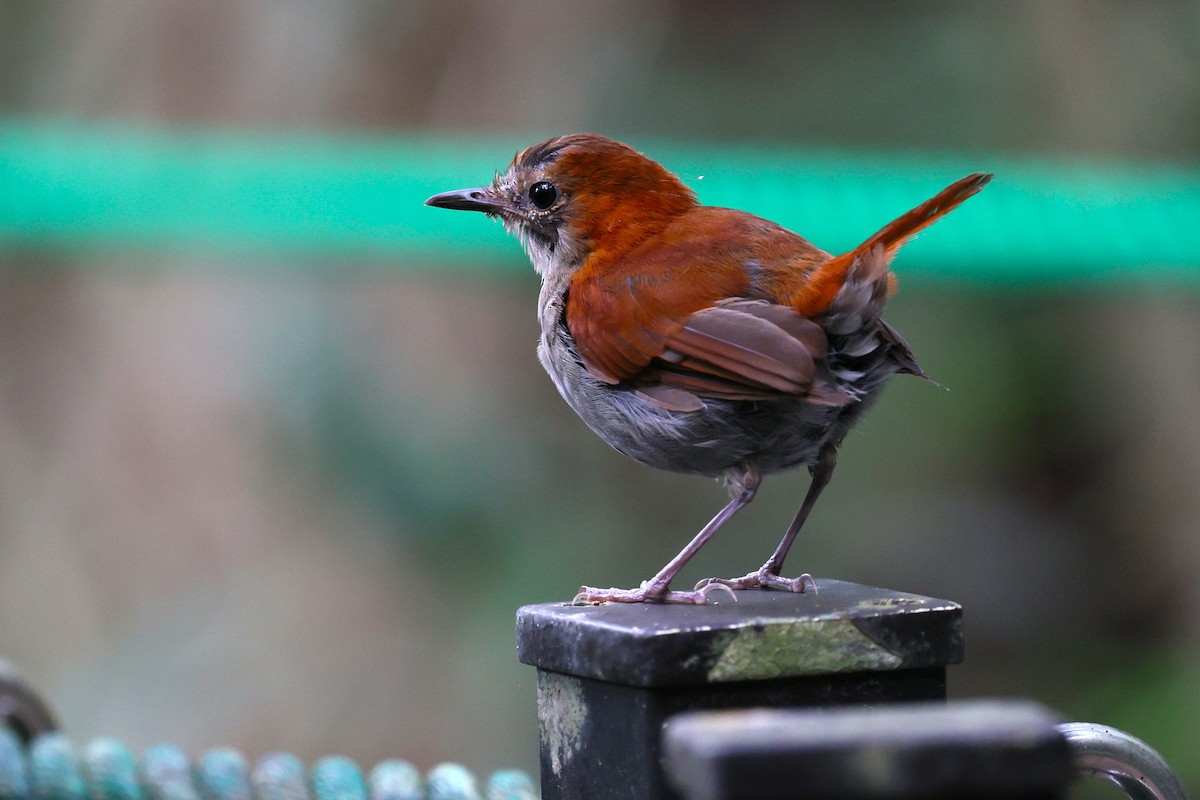 Okinawa Robin - ML641542377