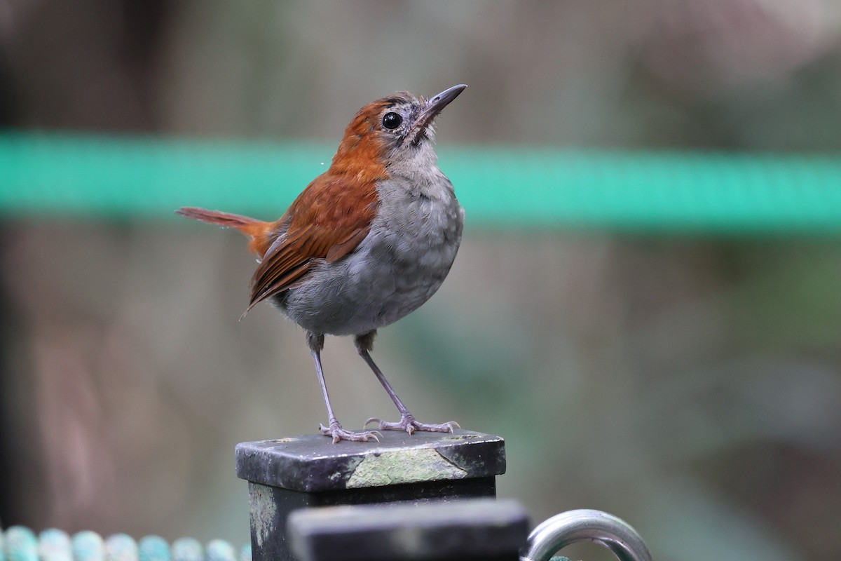 Okinawa Robin - ML641542378