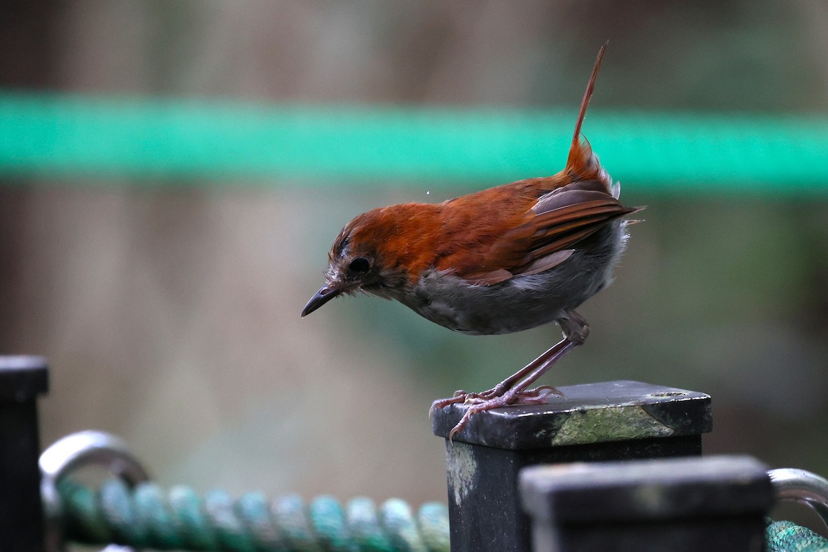 Okinawa Robin - ML641542379