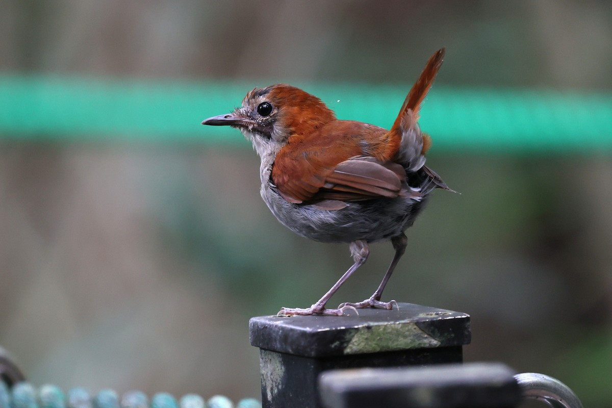 Okinawa Robin - ML641542380