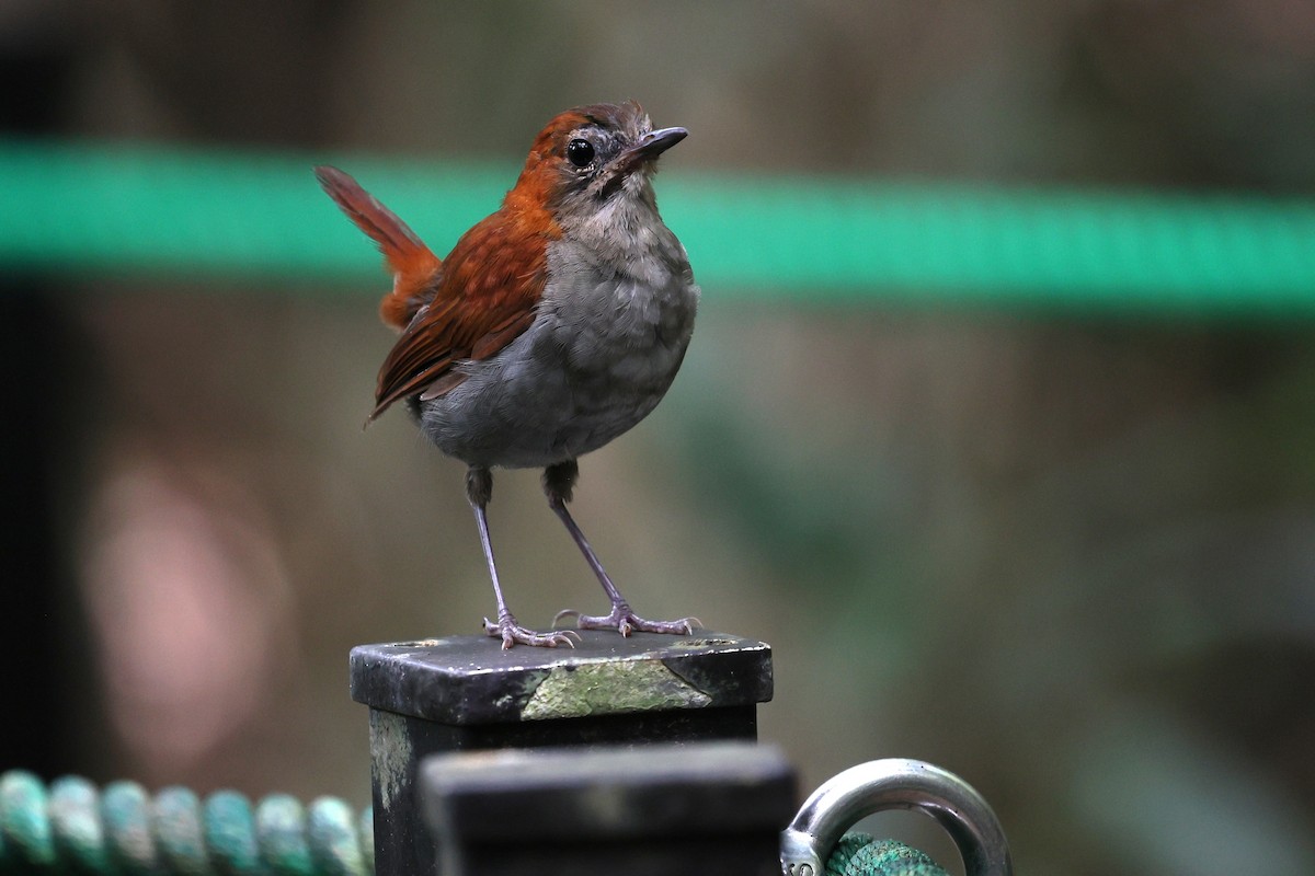 Okinawa Robin - ML641542381