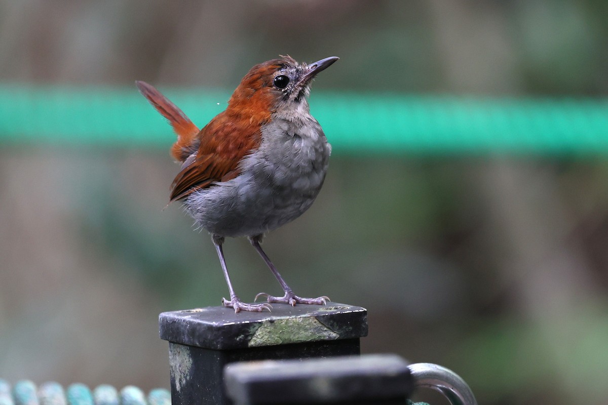 Okinawa Robin - ML641542382