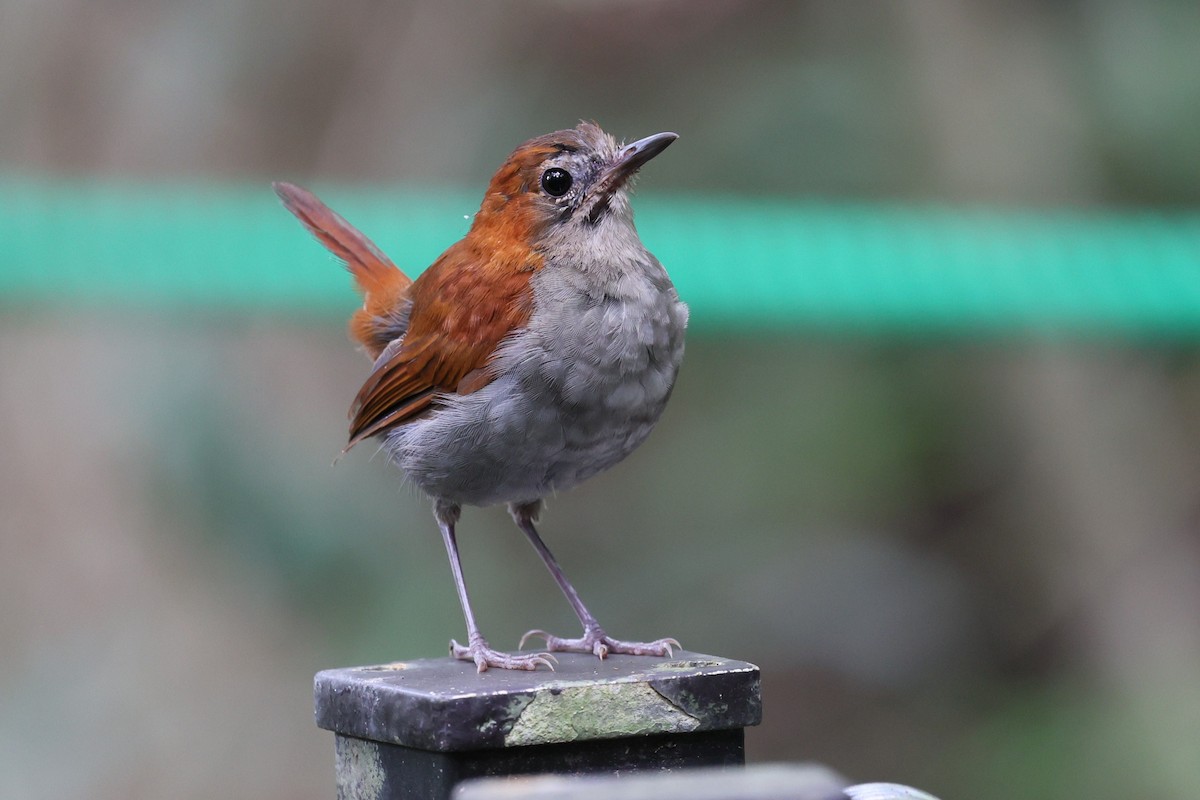 Okinawa Robin - ML641542383