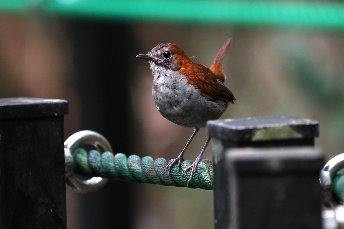 Okinawa Robin - ML641542384